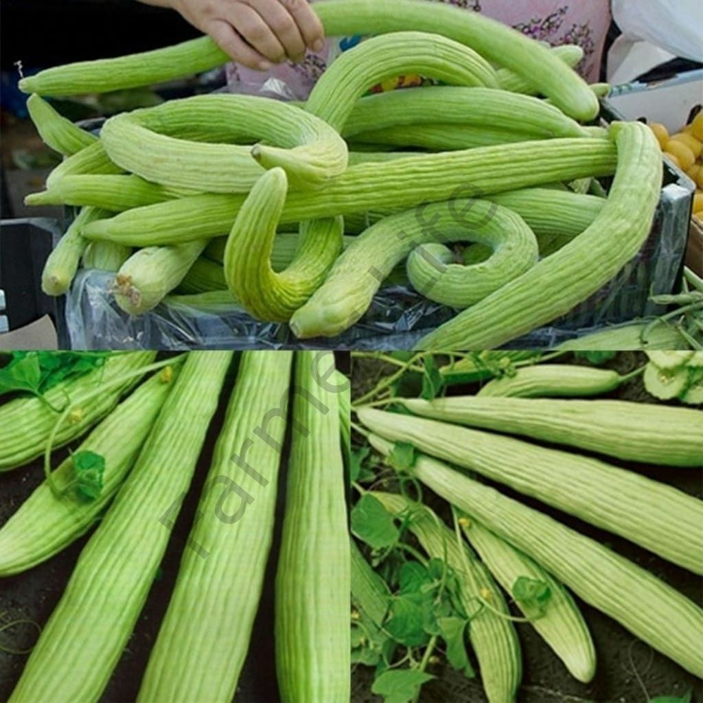 Atalık Acur Fidesi 6 Adet