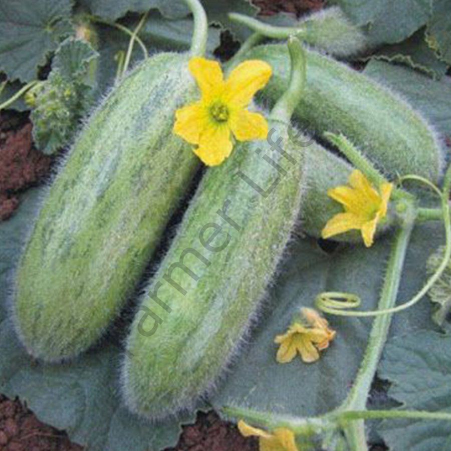 Badem Acur Fidesi (Tüylü Acur) 6 Adet