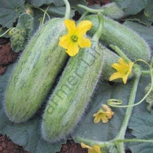 Badem Acur Fidesi (Tüylü Acur) 6 Adet